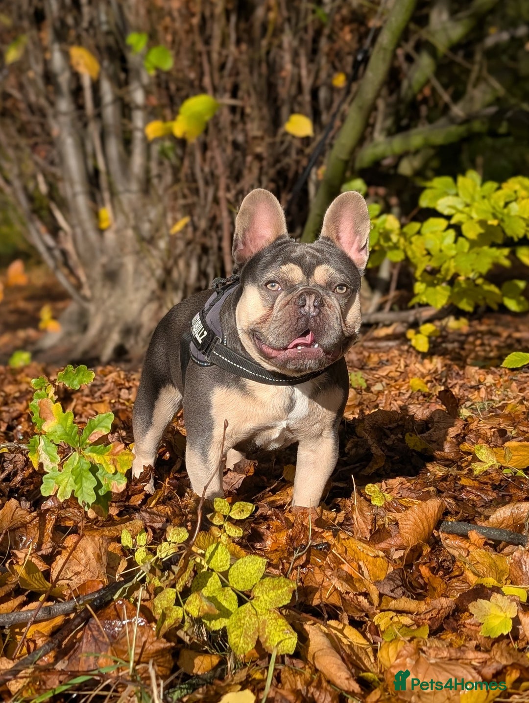 French Bulldog dogs for stud: PINK "N" MIX  - Image 4