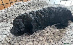 Cavapoo dogs for sale: 2 Gorgeous blacks cavapoo puppies  - Image 4