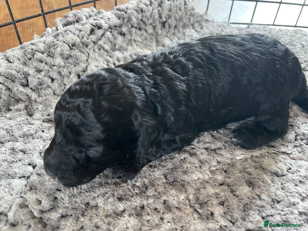 Cavapoo dogs for sale: 2 Gorgeous blacks cavapoo puppies  - Image 4
