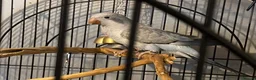 Parrots birds for sale: X2 quaker parrots monk parakeets  - Advert 8