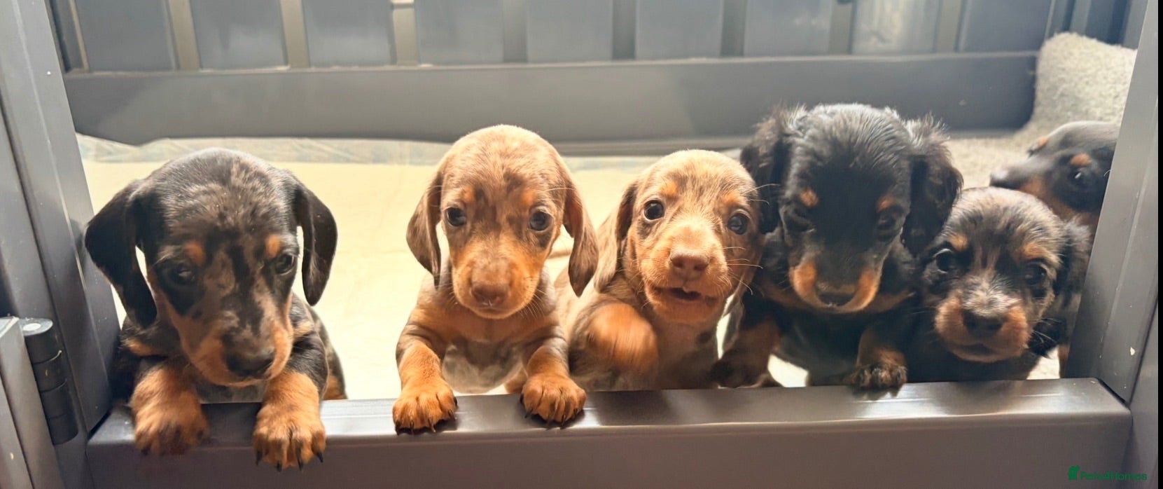 Miniature Dachshund dogs True beautiful tiny mini dachshunds puppies - Advert 4