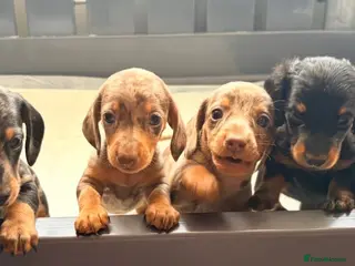 Miniature Dachshund dogs True beautiful tiny mini dachshunds puppies - Advert 4