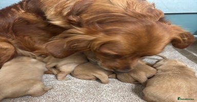 Golden Retriever dogs - Advert 1