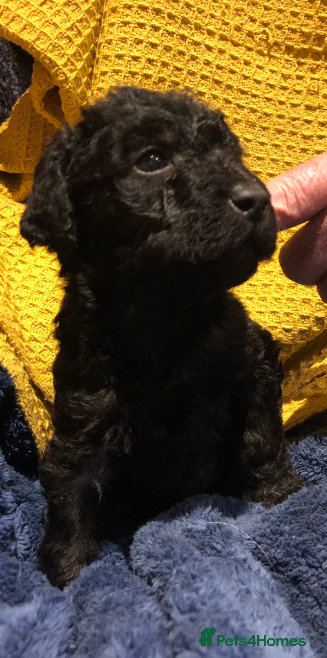 Labradoodle dogs for sale: READY NOW TOP QUALITY Standard F1 Labradoodles - Advert 26