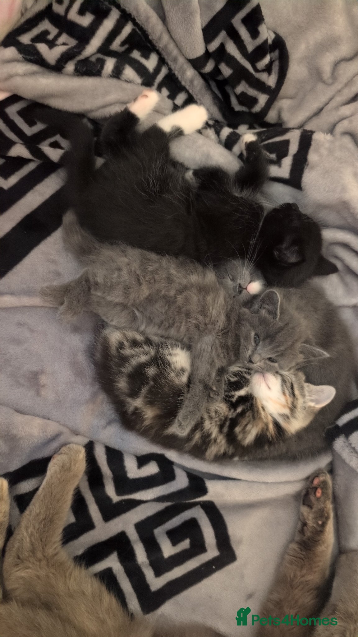 Mixed Breed cats 1 Male, 2 Female kittens up for sale. - Advert 1