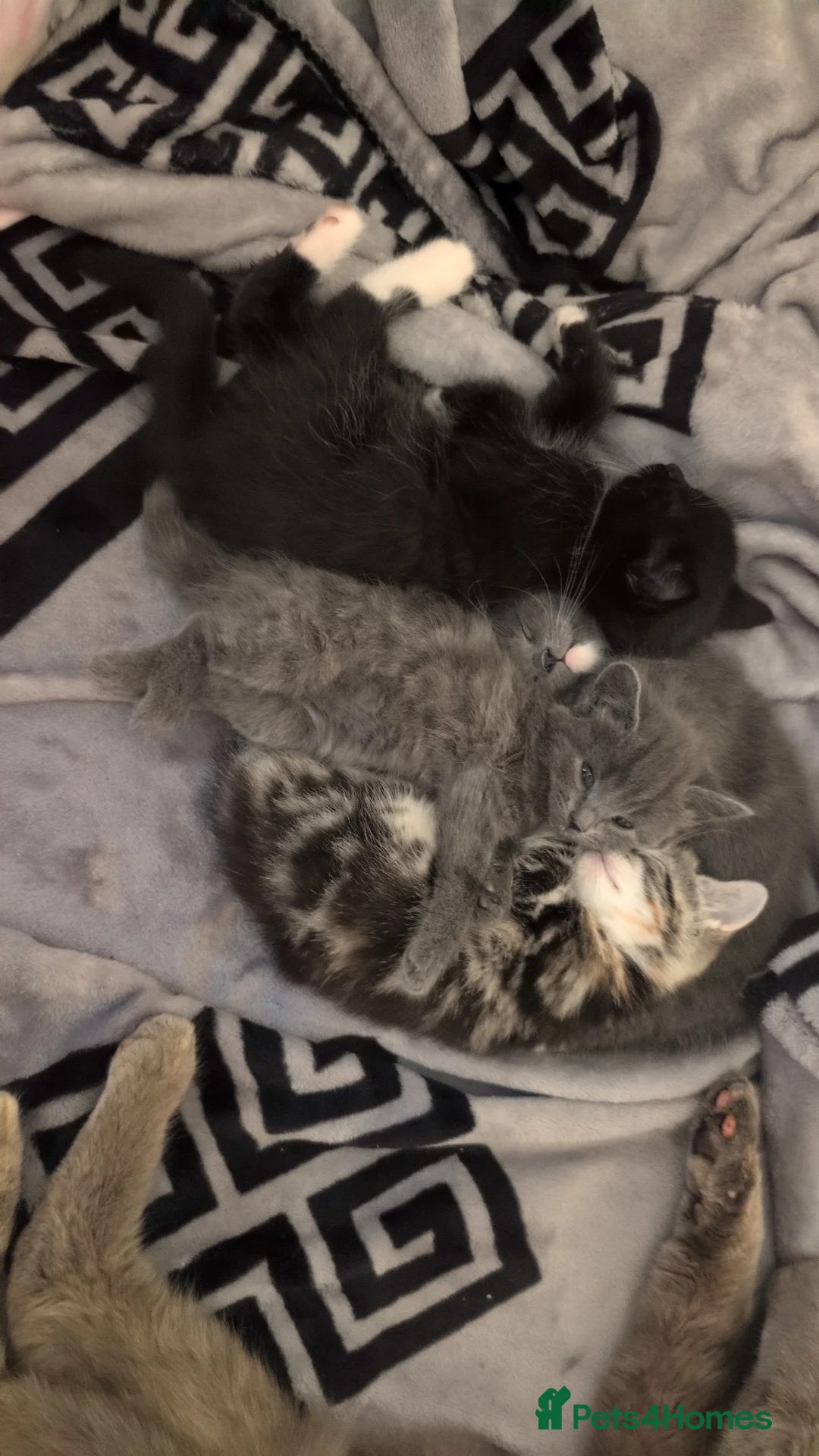 Mixed Breed cats for sale: 1 Male, 2 Female kittens up for sale. - Advert 1