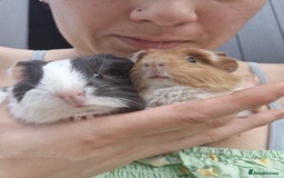 Guinea Pig rodents for sale: 2 beautiful babies arrive reserve Now  in Darwen - Image 21