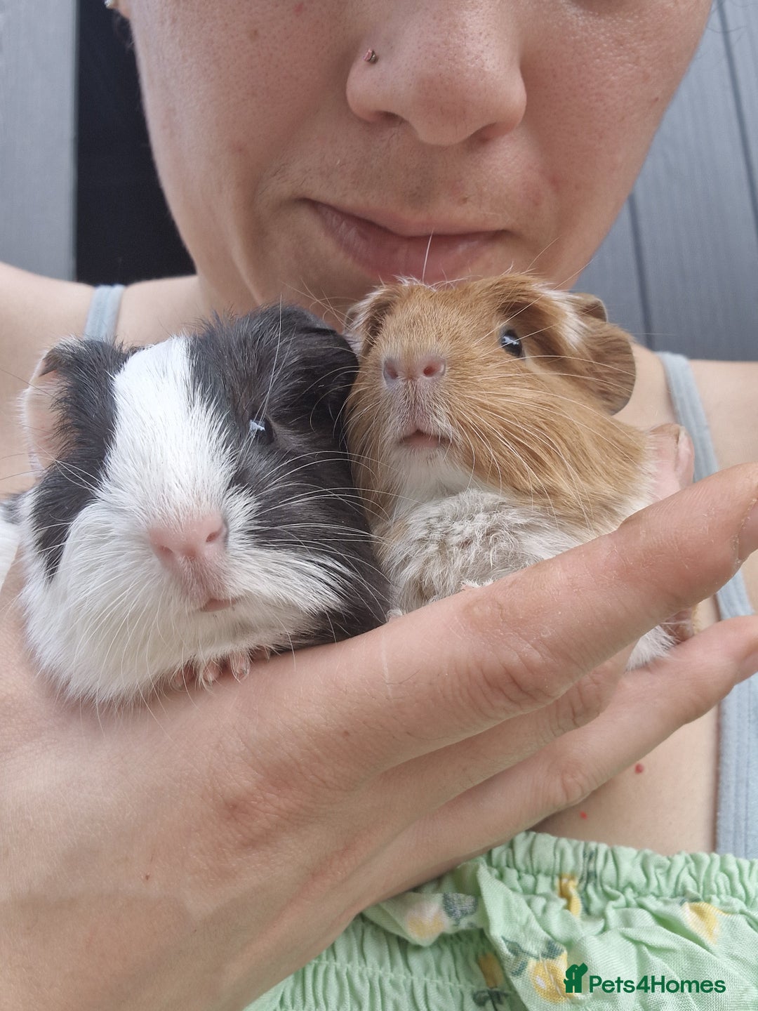 Guinea Pig rodents for sale: 2 beautiful babies arrive reserve Now  in Darwen - Image 21