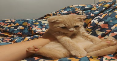 British Shorthair cats - Advert 4