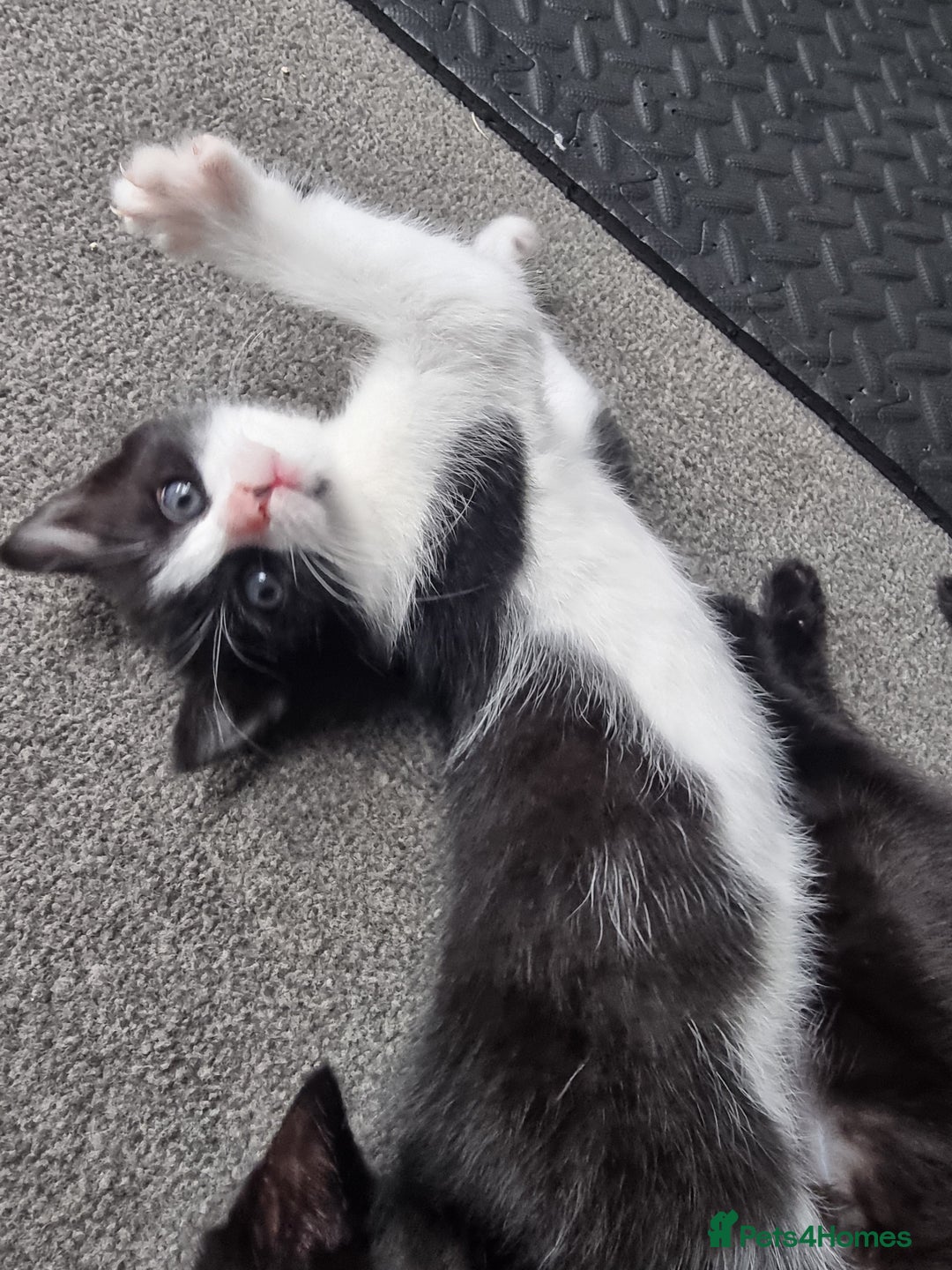 Mixed Breed cats for sale: Russian Blue mix kittens - Advert 3