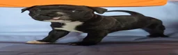 Staffordshire Bull Terrier dogs for sale: Valglo Sired, KC Reg, BVA Eye Tested, HC L2 Clear - Advert 29