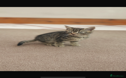 Mixed Breed cats for sale: Gorgeous kittens  - Image 2