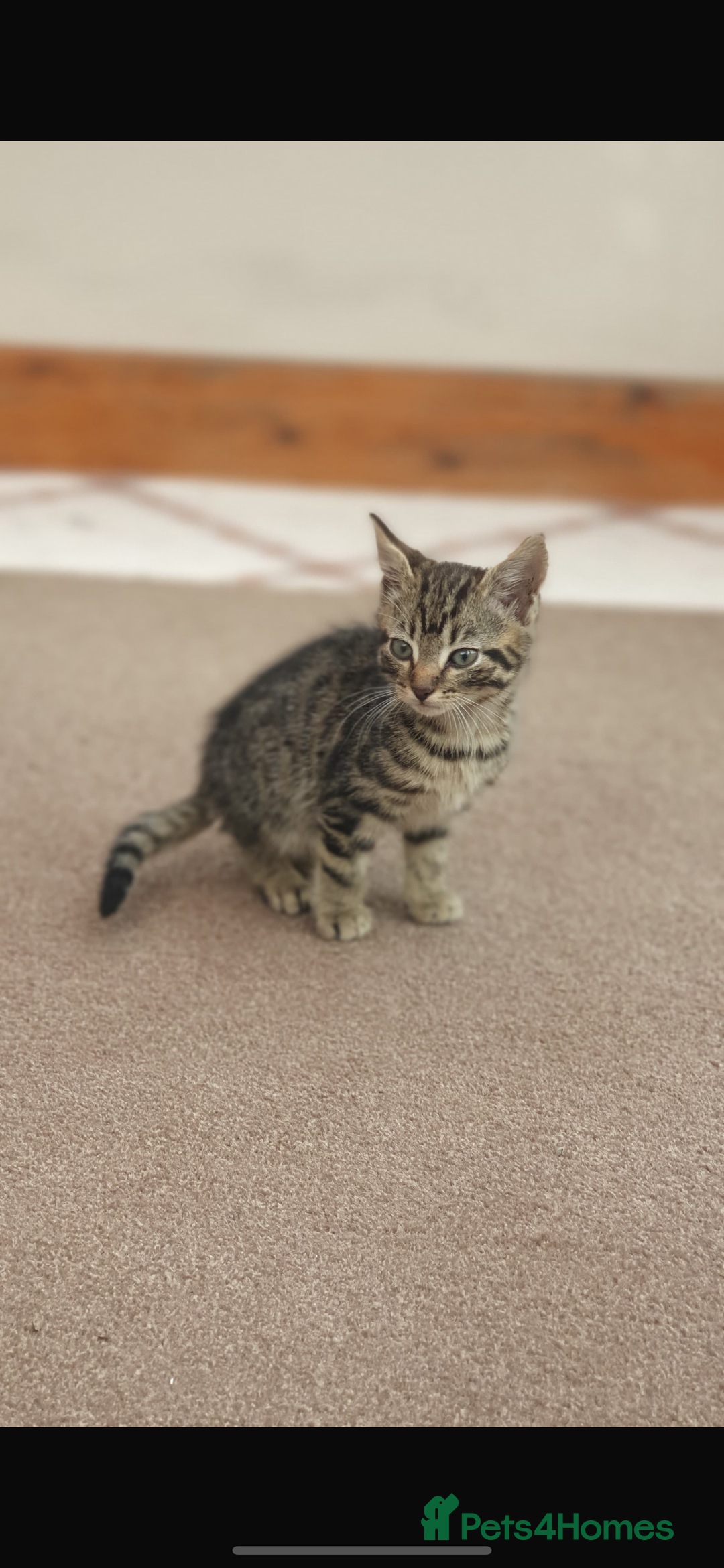 Mixed Breed cats for sale: Gorgeous kittens  - Image 2