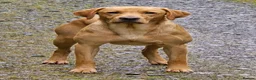 Labrador Retriever dogs for stud: Proven Working Labrador Retriever for Stud in Aberystwyth - Advert 8