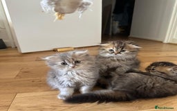 Scottish Fold cats for sale: Scottish Fold Long Hair Kittens/ 2 female 2 boy - Image 18
