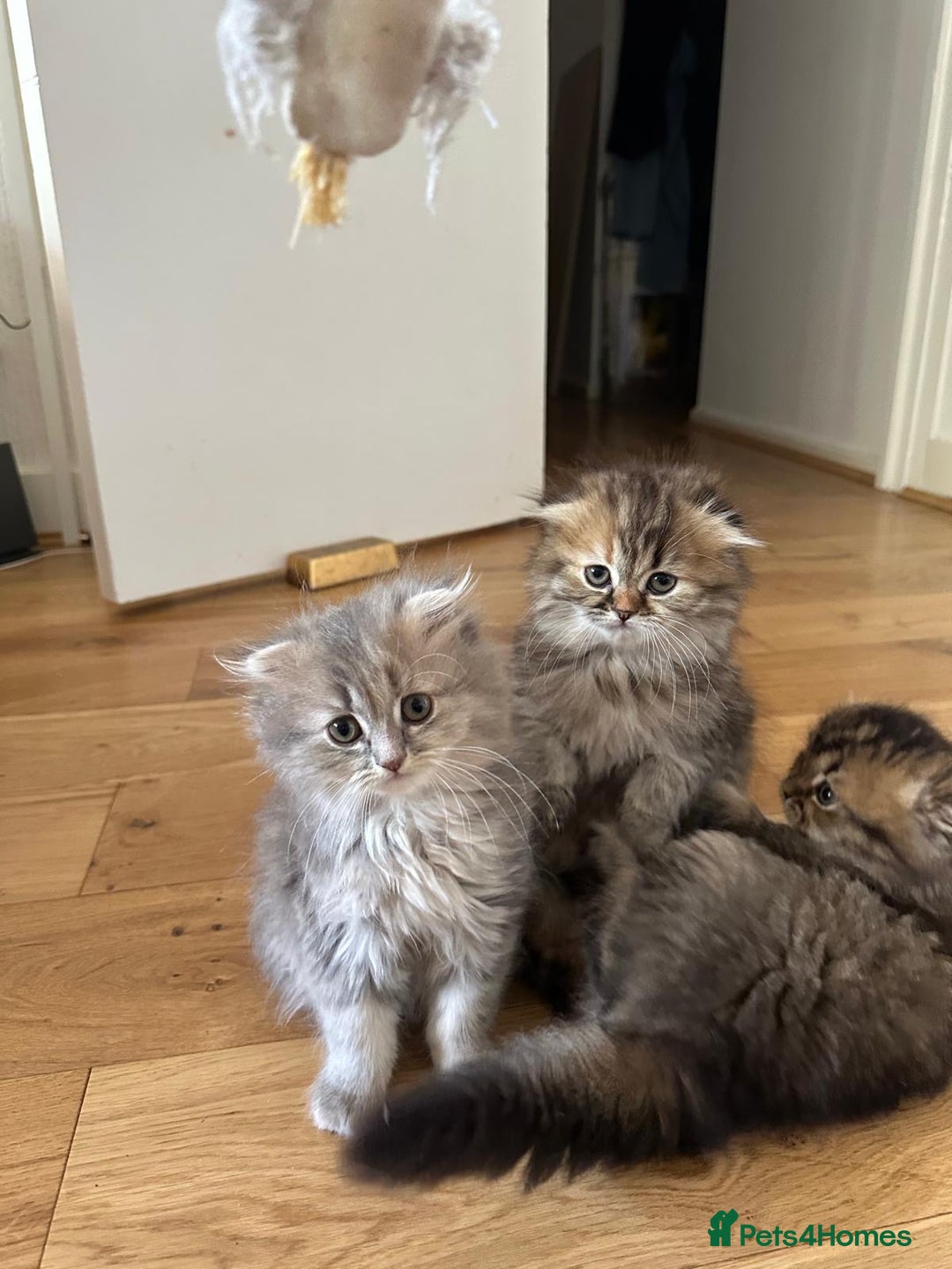 Scottish Fold cats for sale: Scottish Fold Long Hair Kittens/ 2 female 2 boy - Image 18