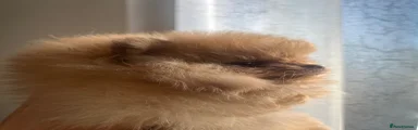 Pomeranian 2