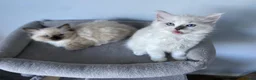 Ragdoll cats for sale: TICA REGISTERED PUREBRED RAGDOLL KITTENS AVAILABLE - Advert 24