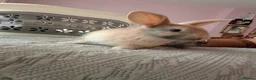 Mixed Breed rabbits for sale: RARE COLOURS - Beautiful baby rabbits  in Eastbourne - Advert 6