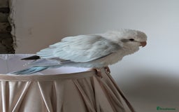 Parakeets birds for sale: Tamed hand reared baby Quaker parrots DNA tested  - Image 7