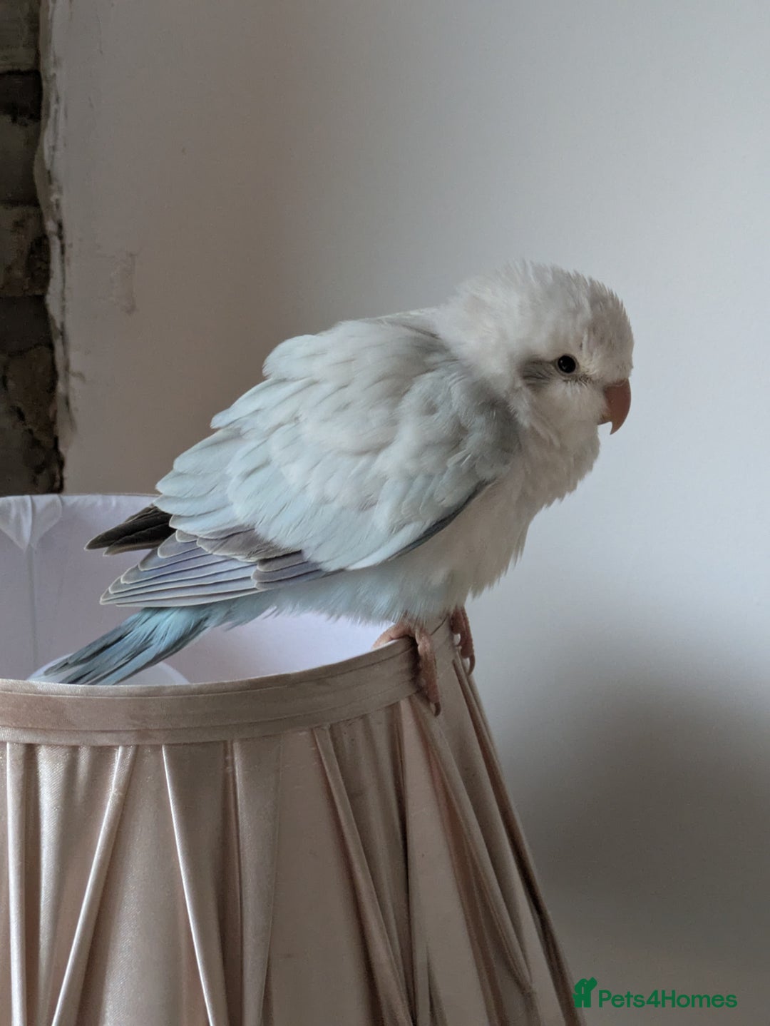 Parakeets birds for sale: Tamed hand reared baby Quaker parrots DNA tested  - Image 7