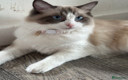 Ragdoll cats for sale: Bambi (female ragdoll) REDUCED  - Image 2