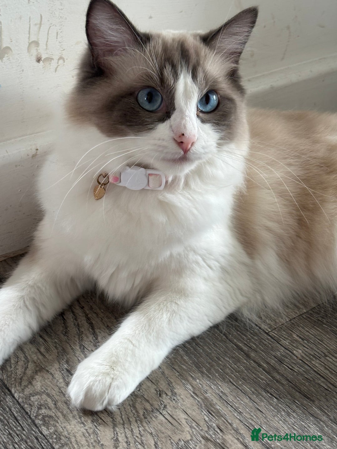 Ragdoll cats for sale: Bambi (female ragdoll) REDUCED  - Image 2
