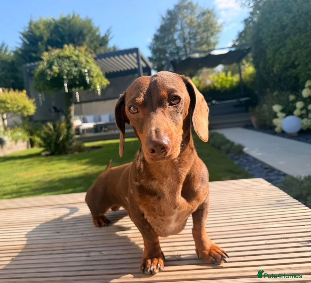 Miniature Dachshund dogs for sale: Friendly, happy miniature dachshund in Colchester - Advert 1