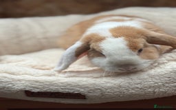 Mini Lop rabbits for sale: Stunning friendly boy, showline mini lop - Image 4