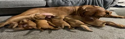 Dogue De Bordeaux dogs for sale: Stunning chunky dogue de Bordeaux puppy’s  - Advert 14