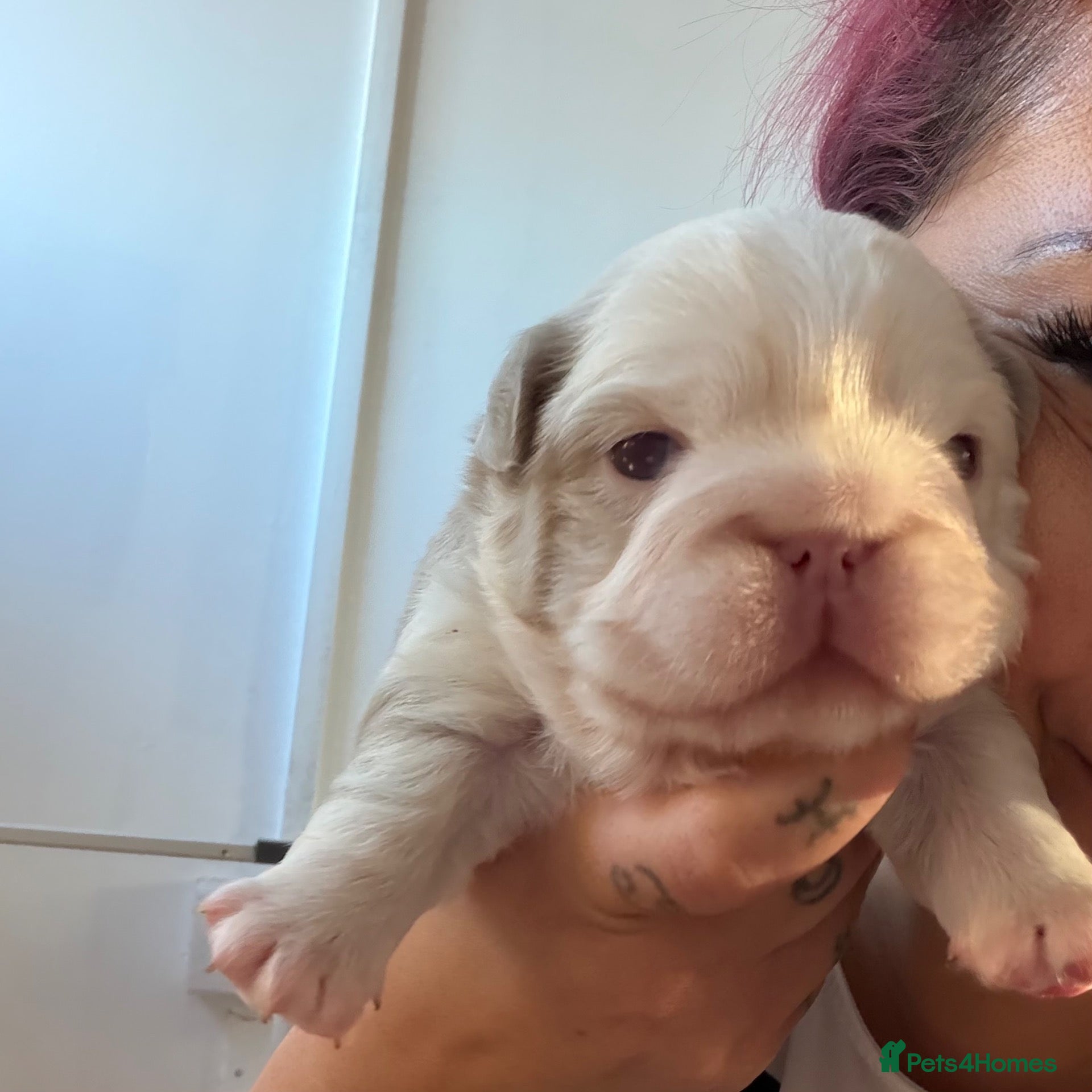 French Bulldog dogs for sale: Two caramel pink husky frenchies  - Advert 3