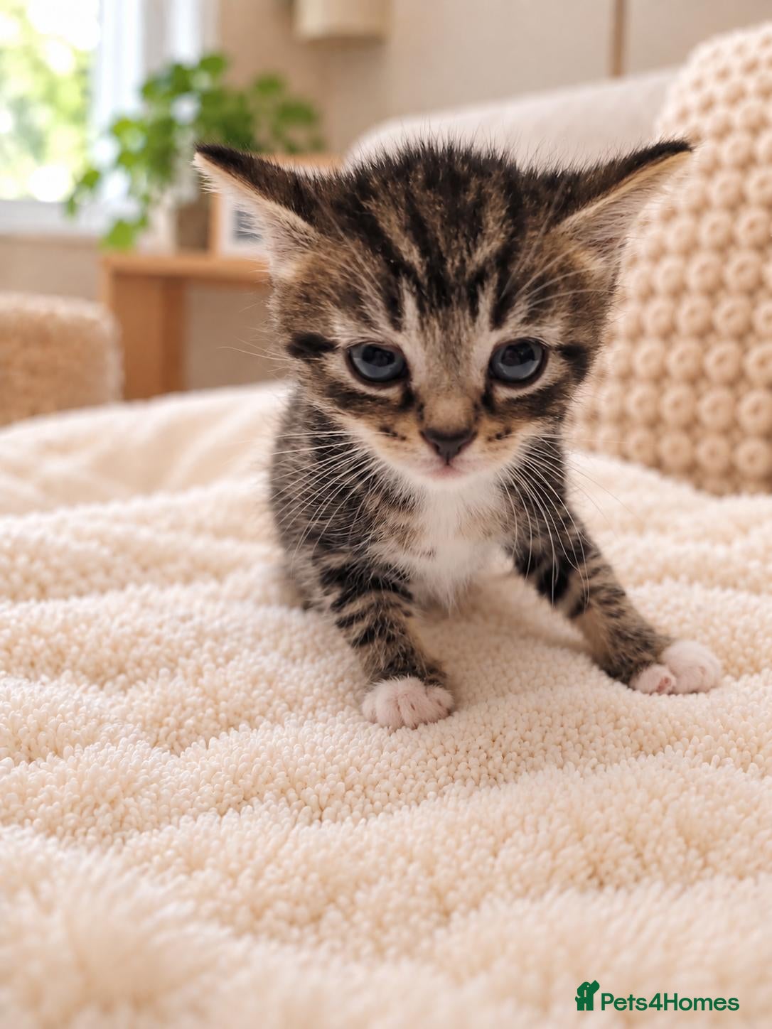 Mixed Breed cats Kittens Ready Now – Gorgeous Tabby Kittens - Advert 10
