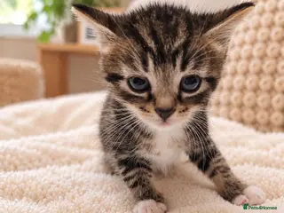 Mixed Breed cats Kittens Ready Now – Gorgeous Tabby Kittens - Advert 5