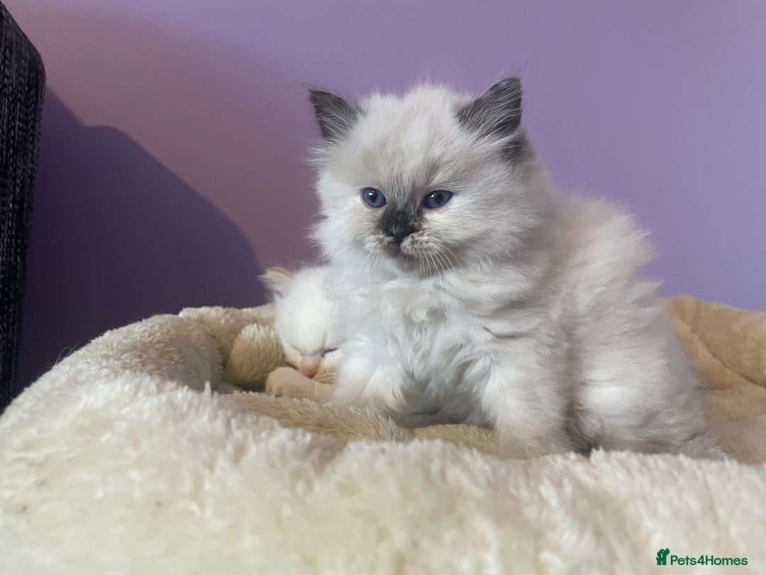 Ragdoll cats for sale:  Beautiful Ragdoll Kittens * 3 BoYs *  - Image 6
