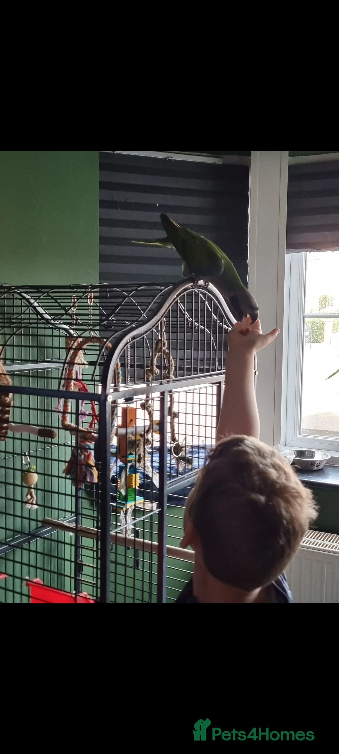 Parakeets birds for sale: Female lord derbyan parakeet  - Advert 2