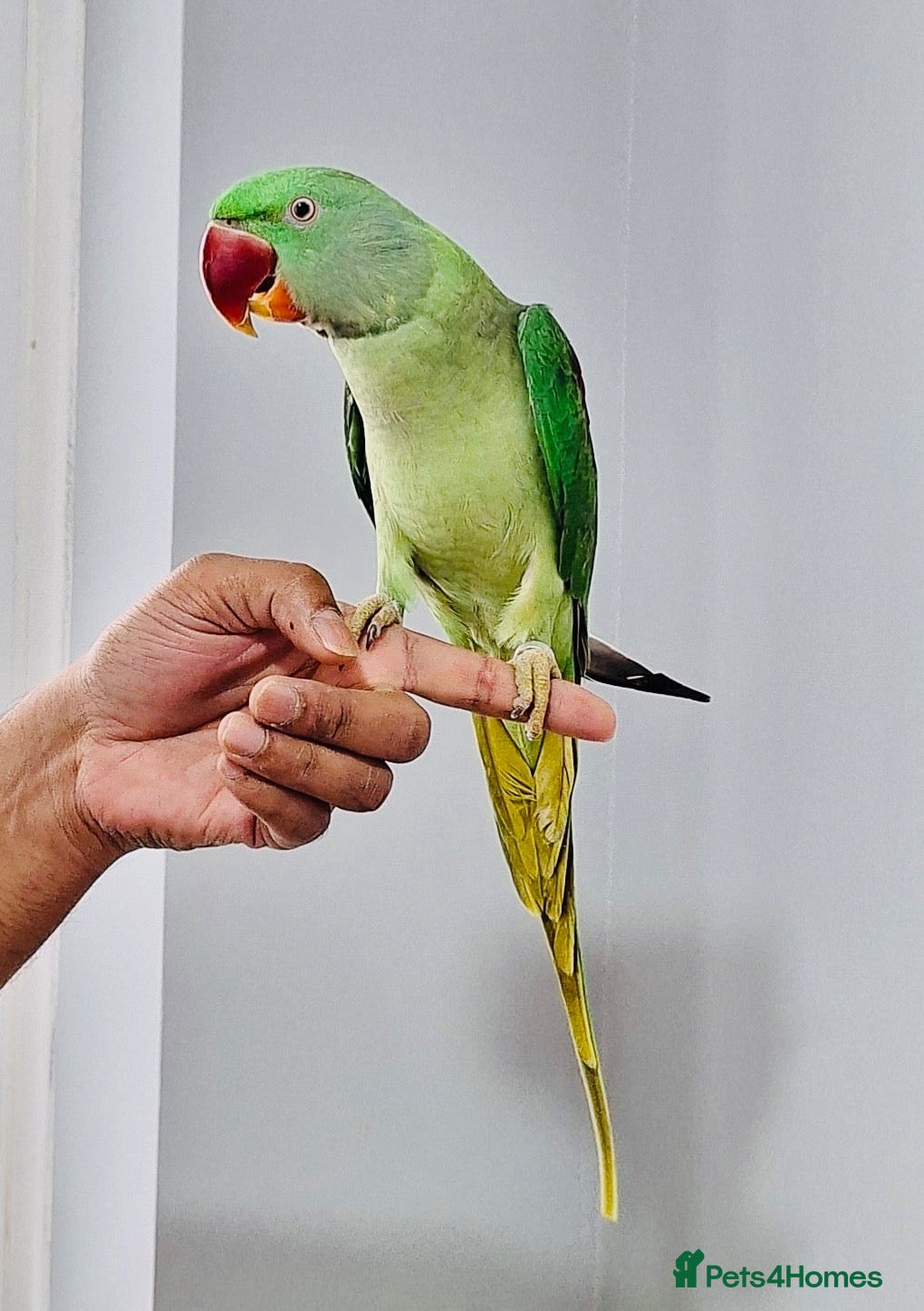 Parrots birds Beautiful hand tamed parrots for sale. - Advert 1