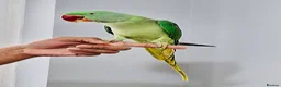 Parrots birds for sale: Beautiful hand tamed parrots for sale. - Advert 1