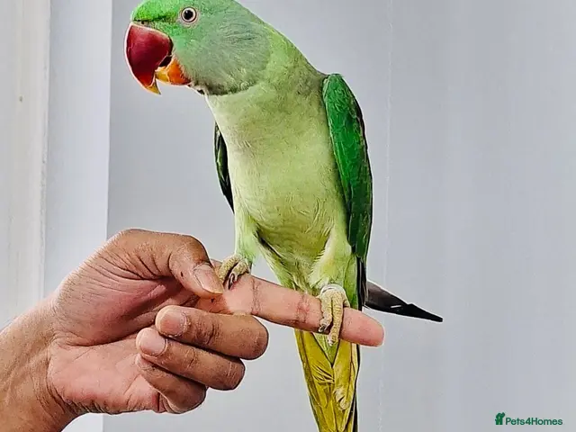 Parrots birds for sale: Beautiful hand tamed parrots for sale. - Advert 1