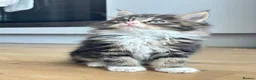 Maine Coon cats for sale: 4 Maine Coon kittens -friendly, cuddly, ready may - Advert 1