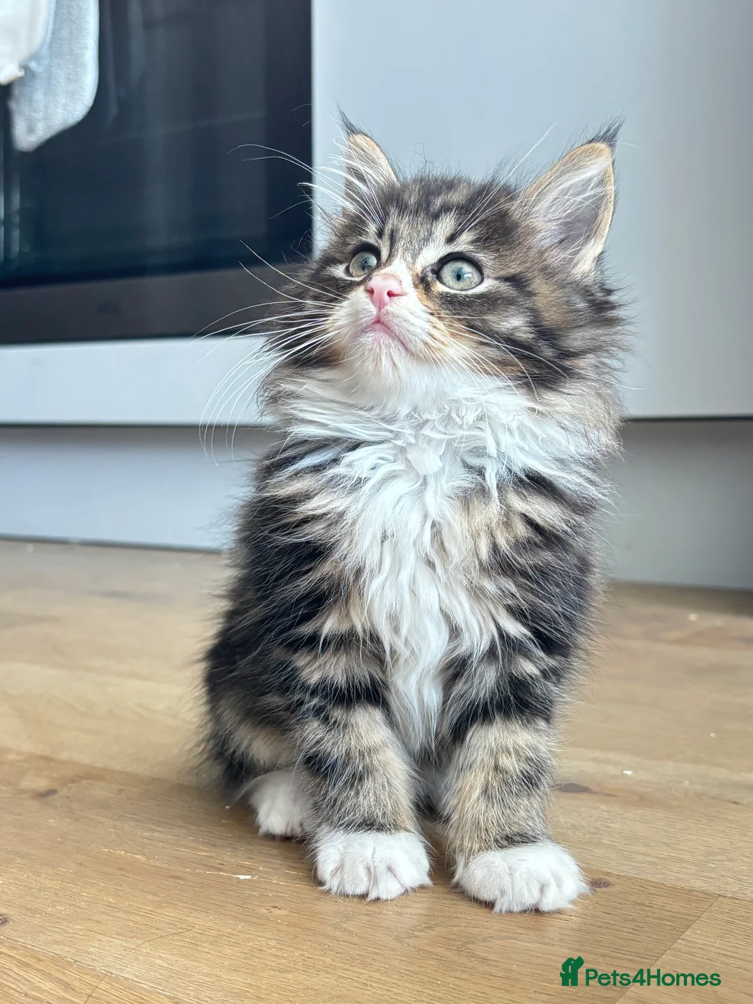 Maine Coon cats for sale: 4 Maine Coon kittens -friendly, cuddly, ready may - Advert 1