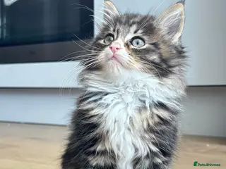 Maine Coon cats 4 Maine Coon kittens -friendly, cuddly, ready may - Advert 14