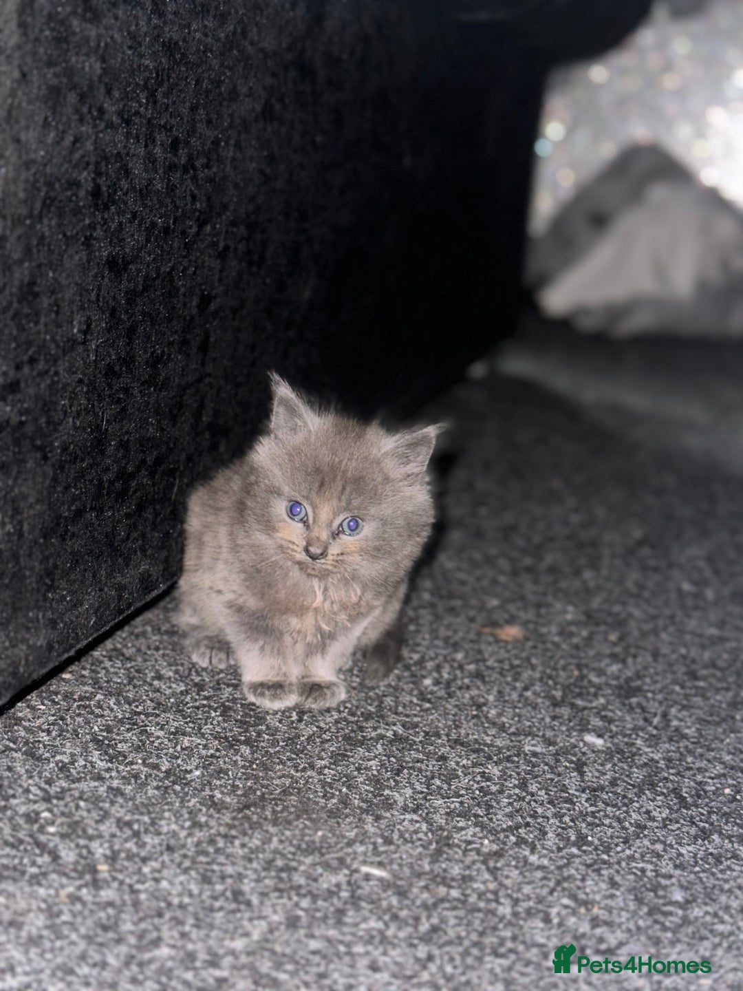 Maine Coon cats for sale: Beautiful blue/Gray kittens  - Advert 7