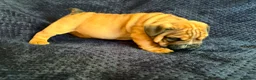 English Bulldog dogs for sale: Quality English bulldogs  - Advert 9