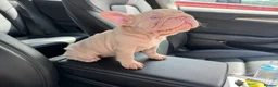 French Bulldog dogs for sale: Caramel PINK French bulldog - Advert 6