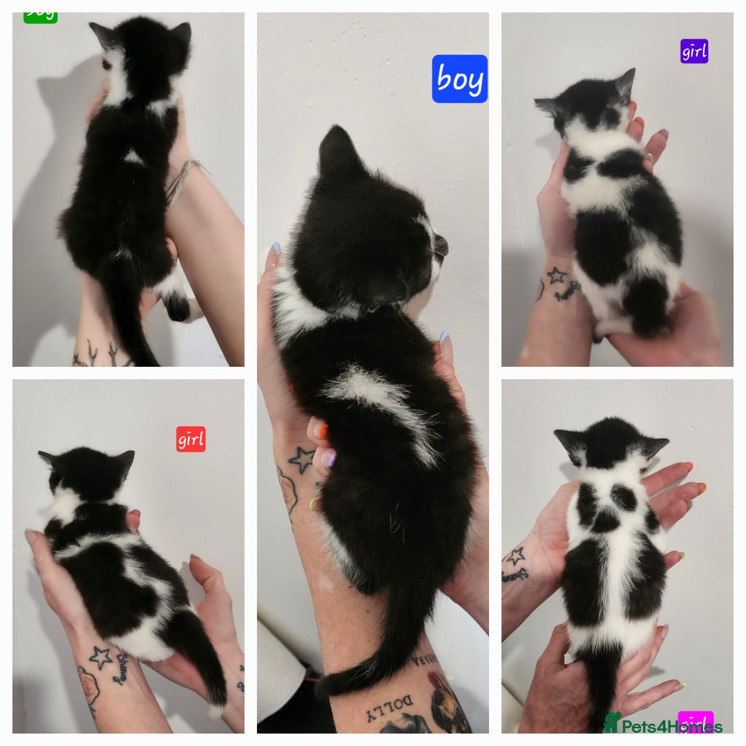 British Shorthair cats for sale: Beautiful black and white kittens - Image 1