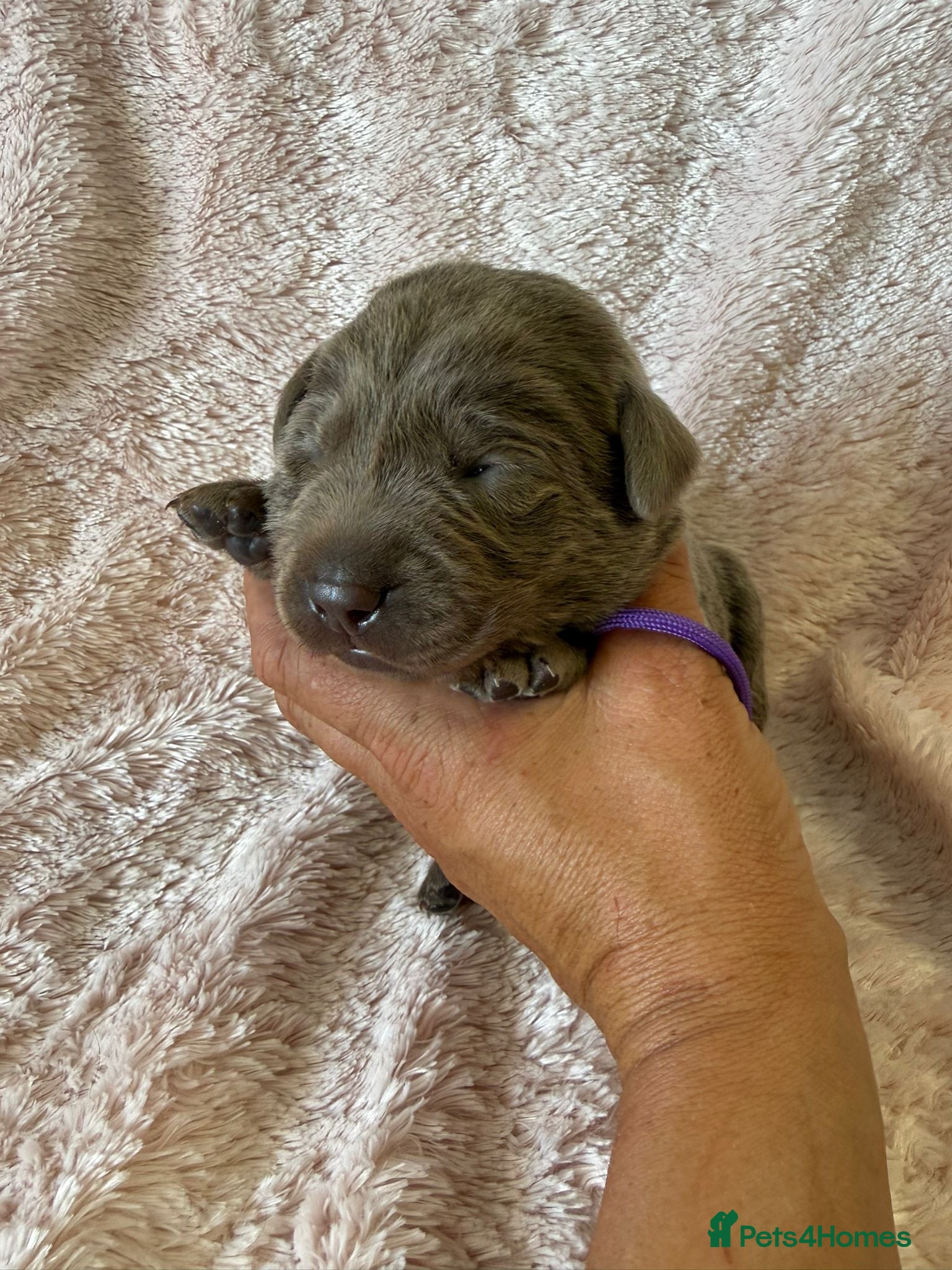 Labrador Retriever dogs RARE Stunning Silver & Charcoal Labrador pups - Advert 2