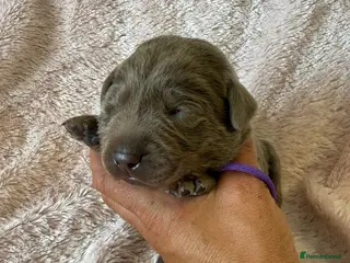 Labrador Retriever dogs RARE Stunning Silver & Charcoal Labrador pups - Advert 2