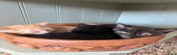 Mixed Breed cats for sale: Ready for New Adventures 🏠  - Advert 10