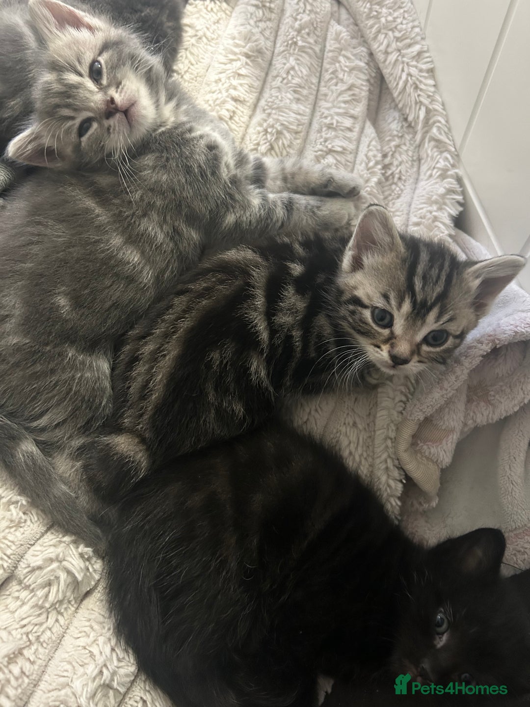 Mixed Breed cats for sale: Kittens :)  - Advert 6