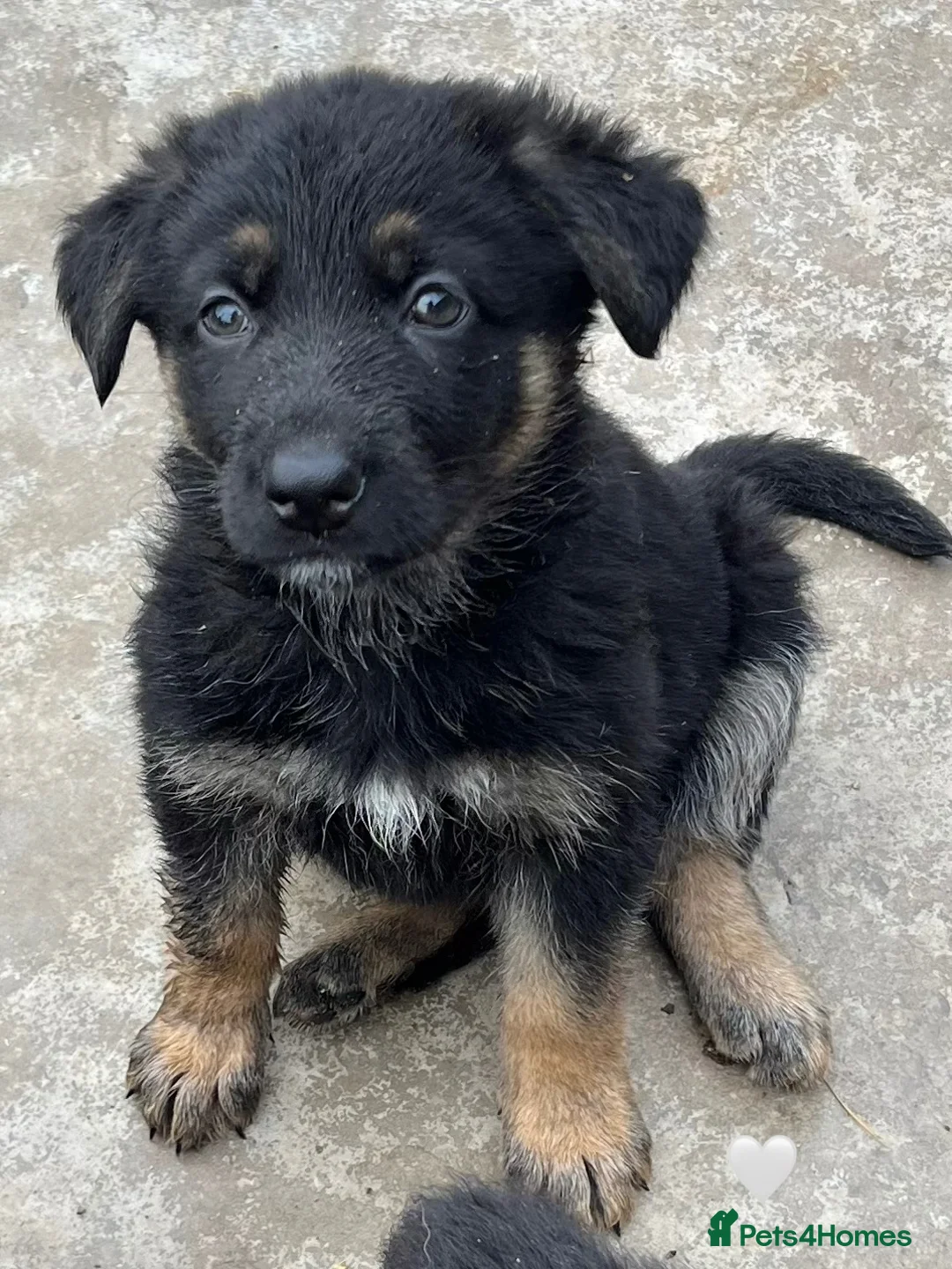 German Shepherd dogs for sale: German shepherd pup - Advert 9